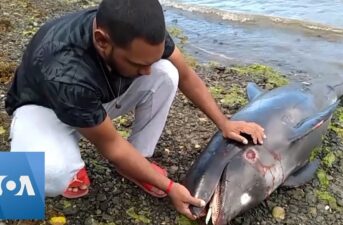 17 Dead Dolphins Wash Ashore in Mauritius Near Oil Spill