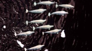 340 Beluga Whales Threatened by Another Pipeline Leak in Alaska’s Cook Inlet