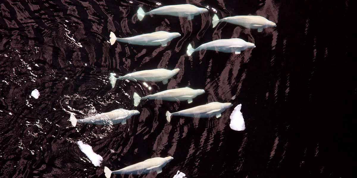 340 Beluga Whales Threatened by Another Pipeline Leak in Alaska’s Cook Inlet