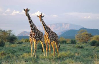 Female Giraffes With Friends Live Longer, Study Finds