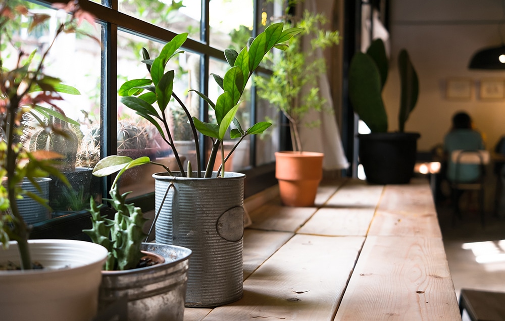 20 Best Air-Purifying Plants (And How To Keep Them Alive)