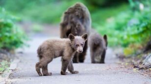 Fearless, Friendly Behavior in Black Bears Concerns Biologists