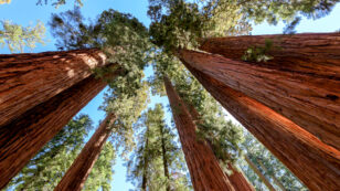 Is Giant Sequoia National Monument Next on the Hit List?