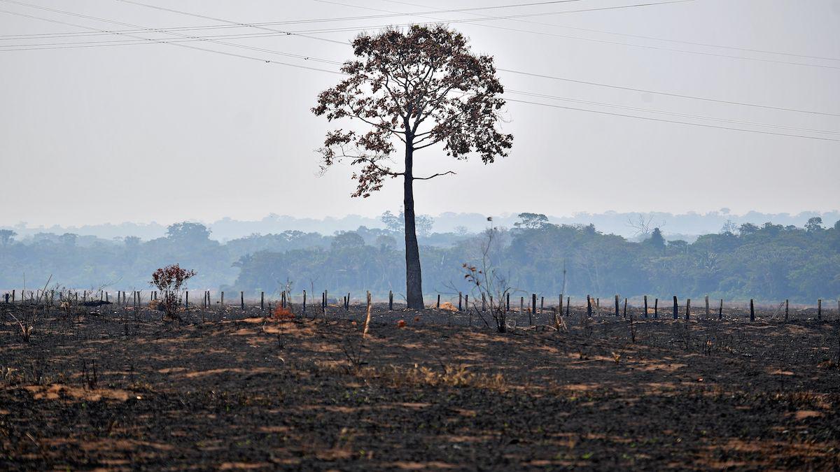 <wbr />A lone burnt tree stands on a deforested area in Brazil.
