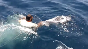 Viral Video: Fisherman Saves Turtle Entangled in Plastic Bag