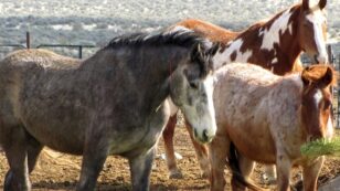 Feds Begin Selling Wild Horses Captured in California for $1 Each