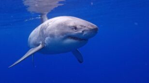 Marine Biologists Raise Flags About Viral Great White Shark Encounter