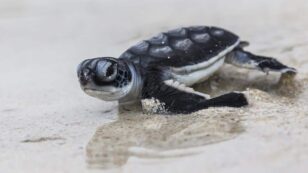 Young Turtles Are Ingesting Lots of Plastic, Study Confirms