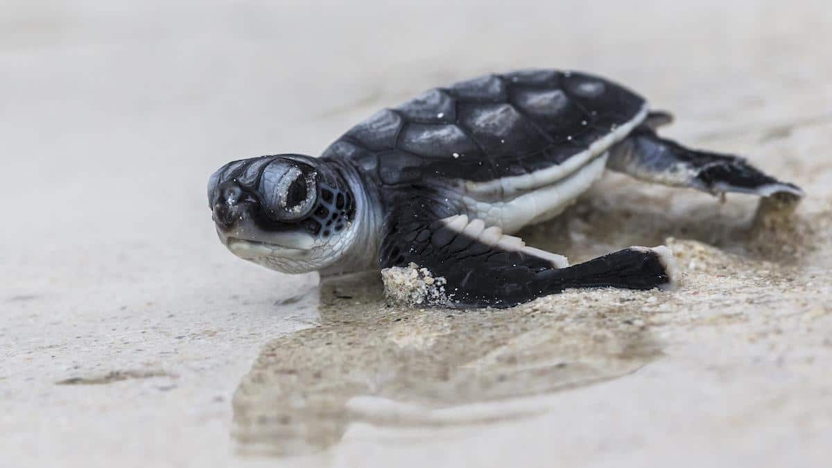 ​A newly-hatched green sea turtle heading out to the ocean.
