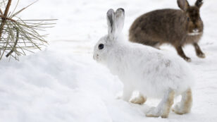 Animals With White Winter Camouflage Could Struggle to Adapt to Climate Change