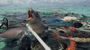 Oil Giants Invest $180B in Plastics, Propelling Oceans Toward ‘Near-Permanent’ Pollution