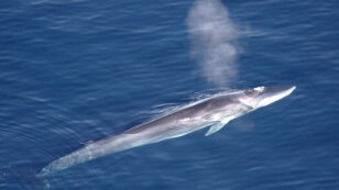 Iceland to Resume Killing Endangered Fin Whales