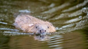 Beavers Build First Dam in England’s Somerset in More Than 400 Years