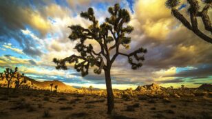 ‘Groundbreaking’ Win as Court Rules USFWS Can’t Ignore Climate Impacts on Joshua Tree