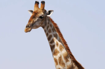 U.S. Considers Listing Giraffes as Endangered Species