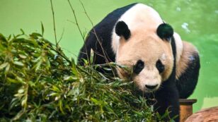 Edinburgh Zoo May Have to Give up Giant Pandas Due to Budget Woes From Coronavirus, Brexit