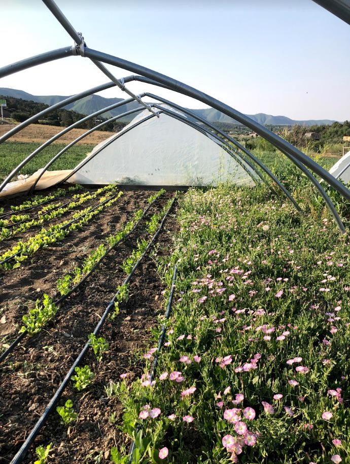 greenhouse on organic farm