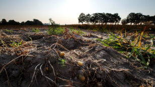 European Drought Threatens Harvests From Sweden to the Czech Republic