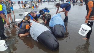 Hundreds of Pilot Whales Die in Devastating Mass Stranding in New Zealand