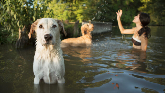 Dogs Are Dying From Toxic Algae in Lakes and Ponds
