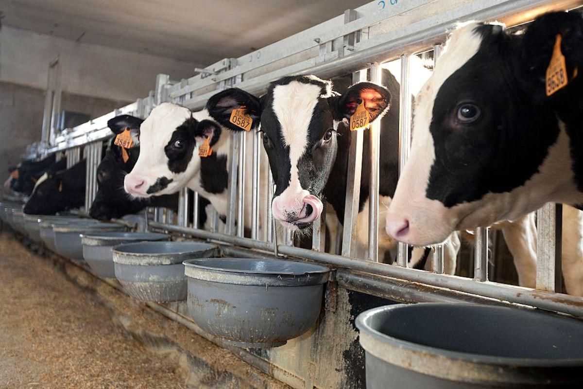 Cows on a factory farm in France.