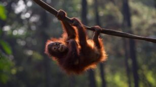 Rescued Orangutans Are Returned to Indonesia Wild Amid COVID-19 Risk