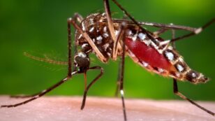 Health Officials Confirm 4 Zika Cases in Florida Likely Spread by Local Mosquitoes