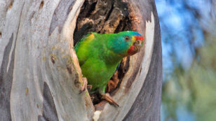 Love Triangles Kill, at Least for Swift Parrots