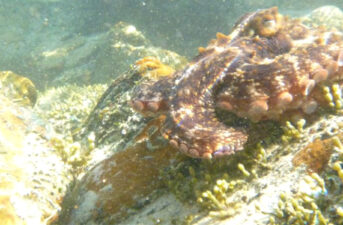 Australian ‘Gloomy Octopus’ Leads Murky Wave of Climate Change Invasions