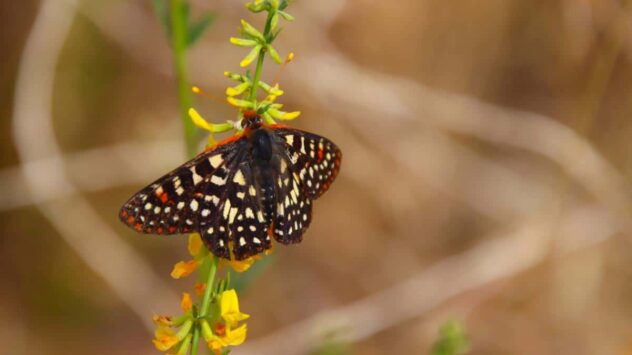 Western Butterflies Disappearing Due to Warmer Fall Seasons