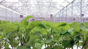 Greenhouses: The Solution for Year-Round Local Food?