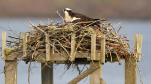 Ospreys’ Recovery From Pollution and Shooting Is a Global Conservation Success Story