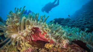 Coral Sanctuary Discovered off Kenyan and Tanzanian Coast