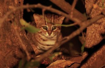 Three Rare Cat Species in Southeast Asia May Go Extinct Unless Better Protected
