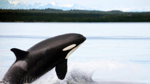 Emergency Order Aims to Protect Resident Orcas