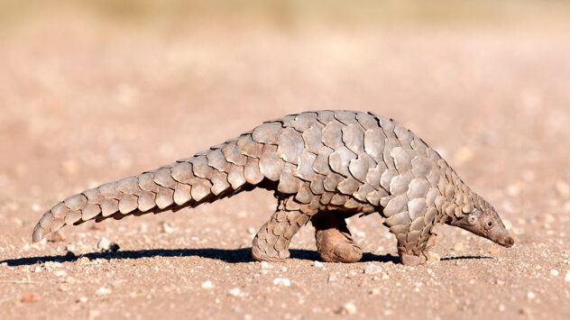 World’s Most Trafficked Mammal Lost More Than Half Its Range in Eastern China