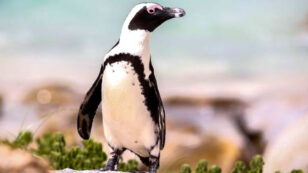 Search for Buddy Is On: Endangered Penguin Stolen, Released Into Wild