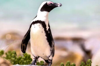 Search for Buddy Is On: Endangered Penguin Stolen, Released Into Wild