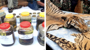 40 Dead Tiger Cubs Found in Freezer at Thai Buddhist Temple
