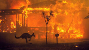 Australia’s Fires Harmed 3 Billion Animals, New Report Finds