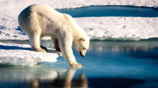 Global Action on Climate Change Needed to S​ave Polar Bears From Extinction
