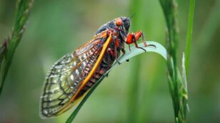 Billions of Cicadas May Soon Be Coming to Trees Near You