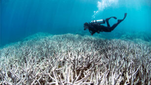 NOAA: World’s Worst Coral Bleaching Event to Continue ‘With No Signs of Stopping’