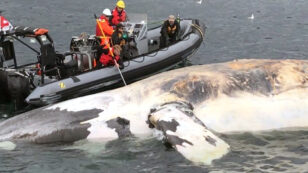 6 Endangered Whales Found Dead This Month in ‘Unprecedented Event’