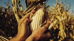 80 Groups Blast U.S. Interference in Mexico’s Phaseout of Glyphosate and GM Corn
