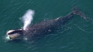 Only 366 Endangered Right Whales Are Alive: New NOAA Report