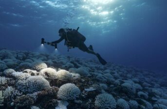 Scientists Discover Why Coral Reefs Are Turning White, Informing Restoration Possibilities