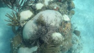 Scientists Battle Mysterious Pathogen Destroying Coral Reefs Off Florida Coast