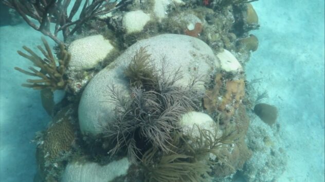 Scientists Battle Mysterious Pathogen Destroying Coral Reefs Off Florida Coast