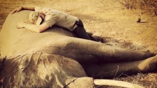 Prince Harry’s Moving Photos From Africa Trip Show Brutal Reality of Poaching